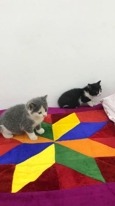 Британский кошки