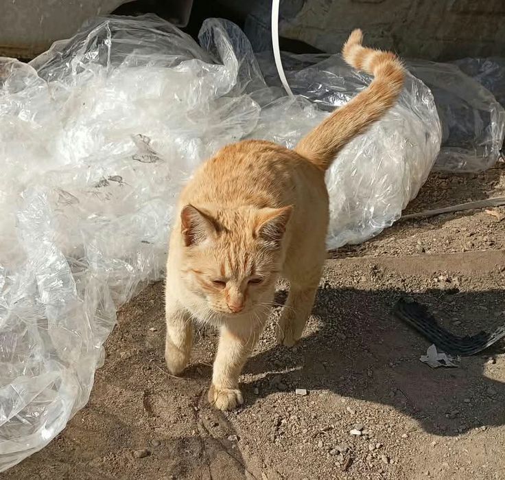 Котенок в добрые руки