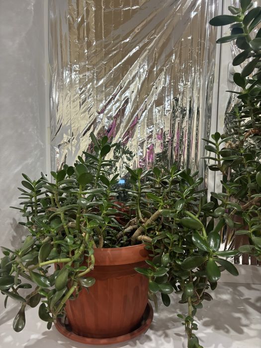 Продам денежное дерево