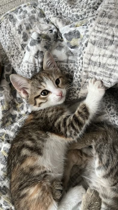 Xadiyaga bervoriladi tekinga