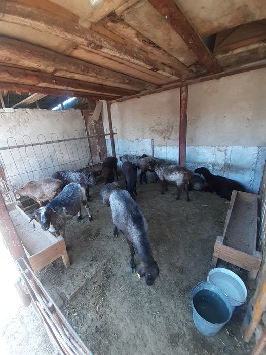 Семіз қойлар сатылады!