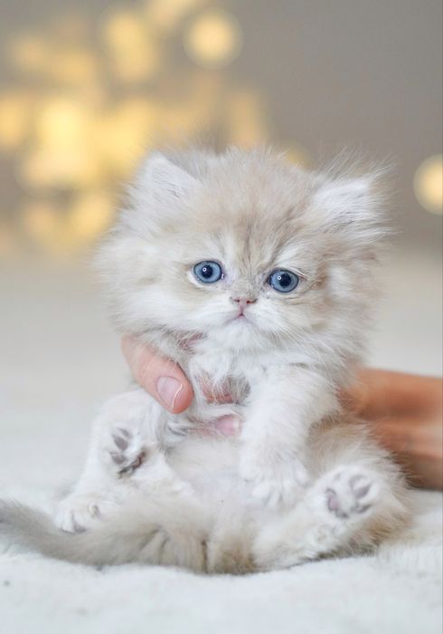 Британская золотая  шиншилла