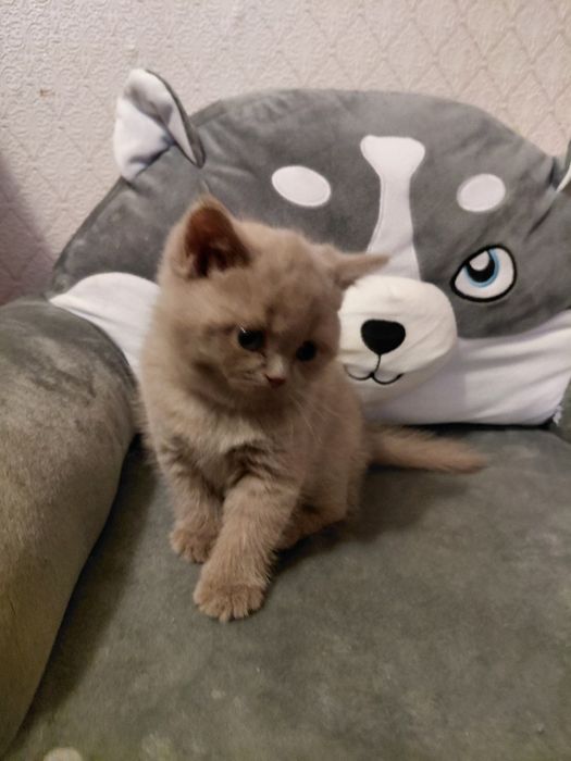 Котята  лиловые британки