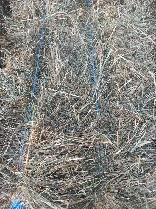 VÂND 300 baloti de făn si lucerna