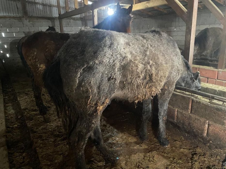 Продам Лошадей .