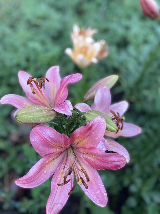 Срочно продам дачу на центральном улице