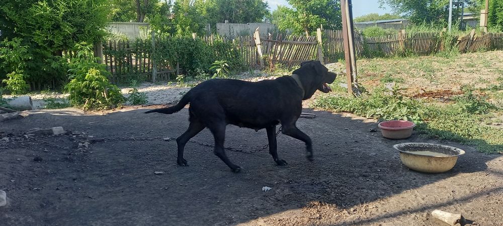 Щенки бесплатно.