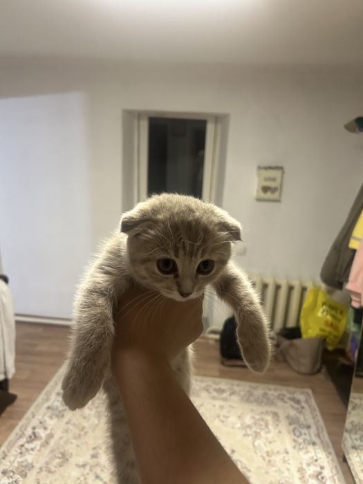 Продам британку 2 месяца