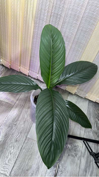 Сенсации Голандия