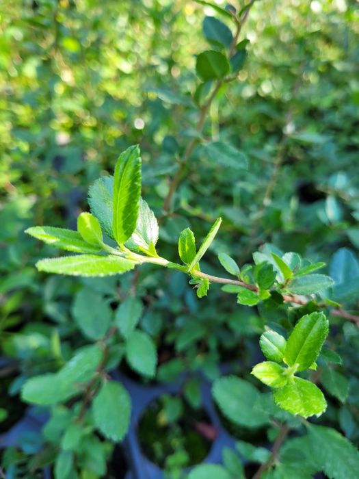 Pyracantha Red Column (Catina ornamentala)