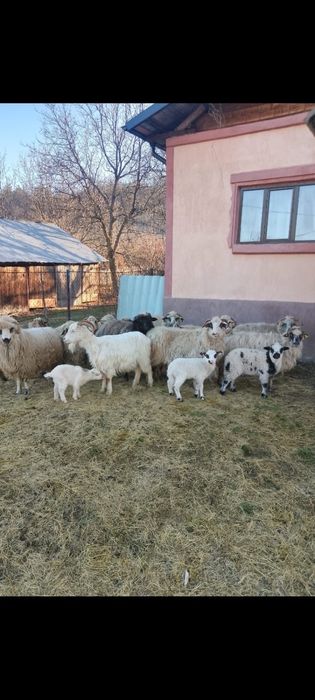 Vand oi cu miei , detali la telfon