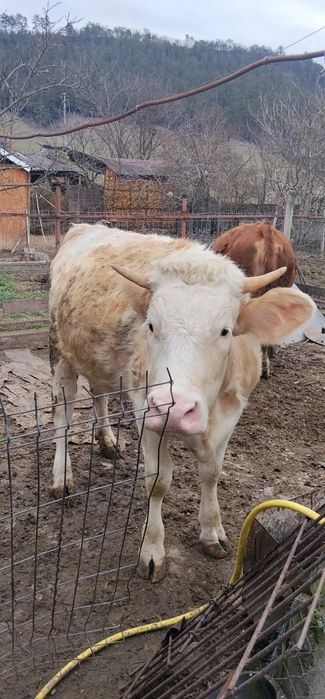 Vând junincă montată de 8 luni