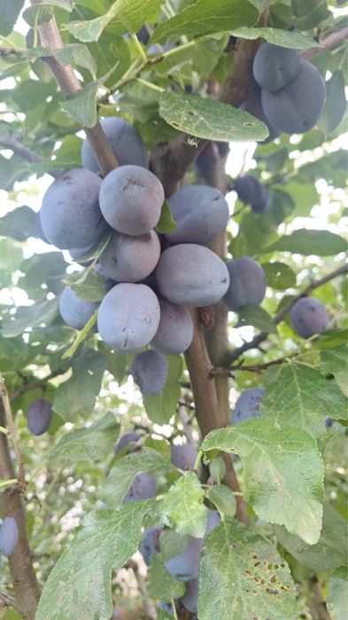 Prune consum.