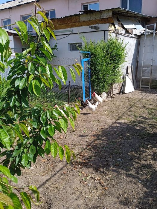 Петух домашний спокойный