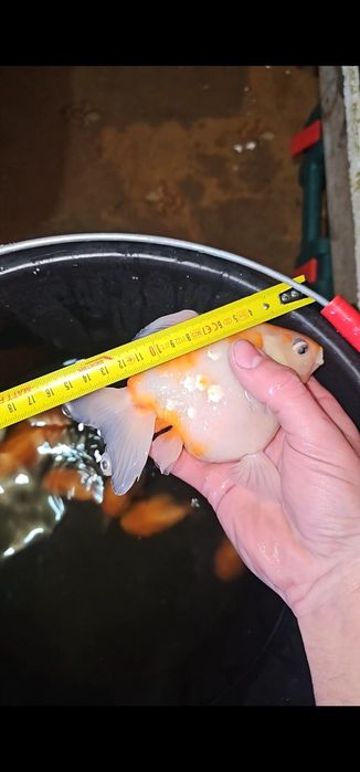 Carasi ranchu si oranda