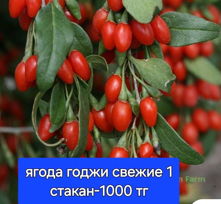 Ягода  годжи свежие
