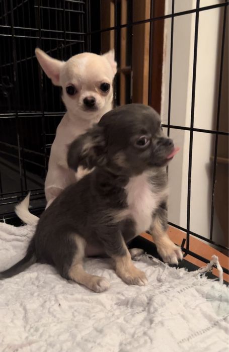 ЧИХУАХУА, девочка, 3 мес.