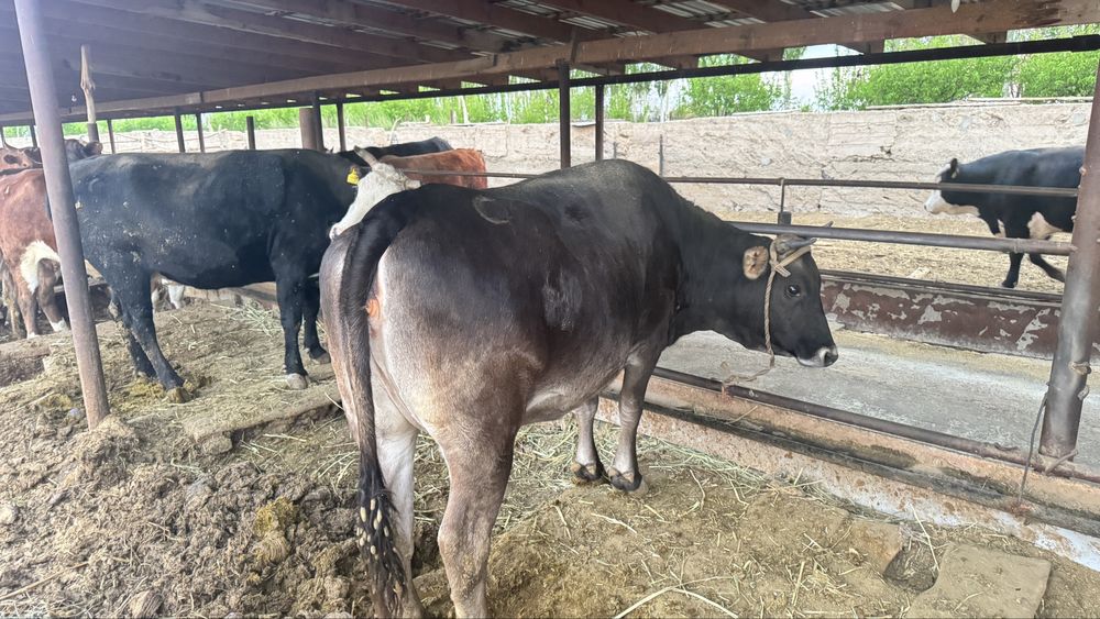 Сиыр байланған! КРС с откорма!!