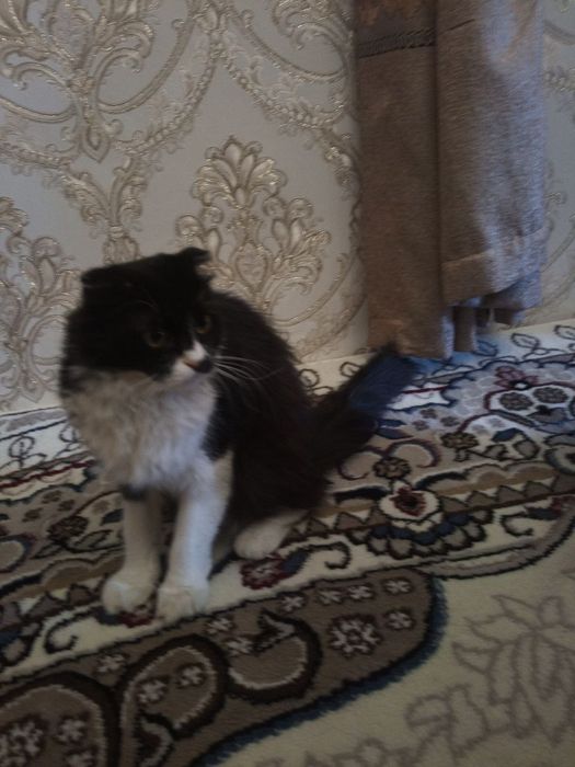 Skotish fold juda yaxshi