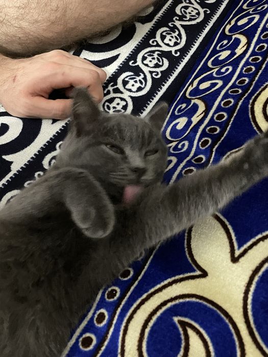 Отдам котенка 5мес