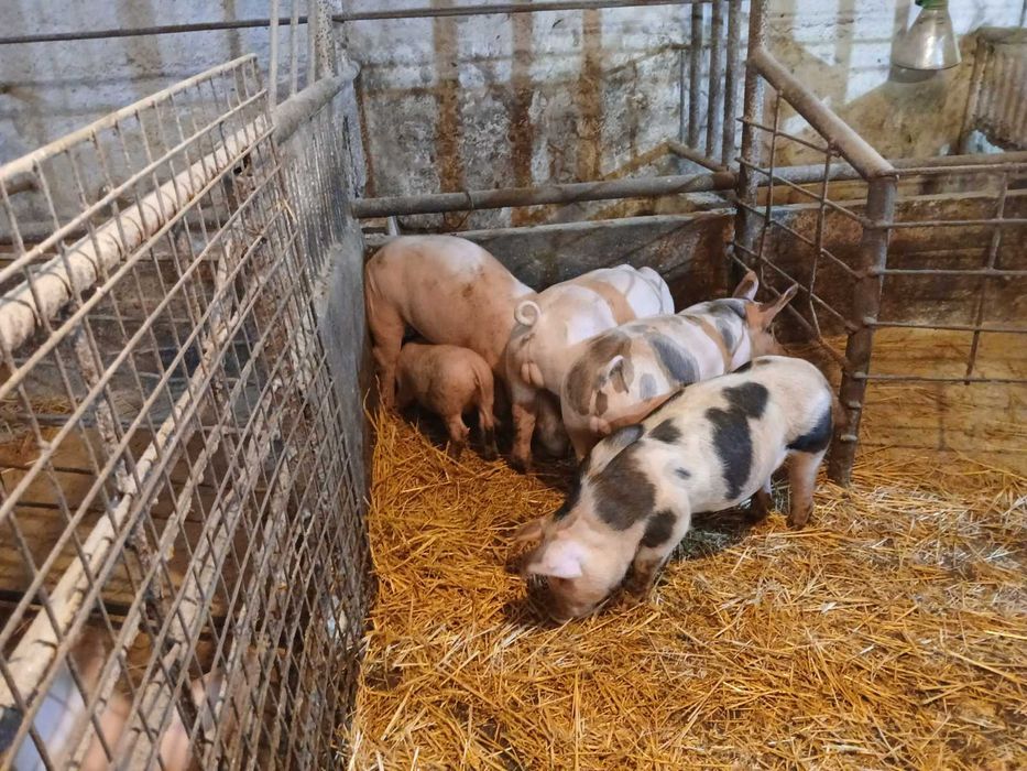 Продавам малки прасета