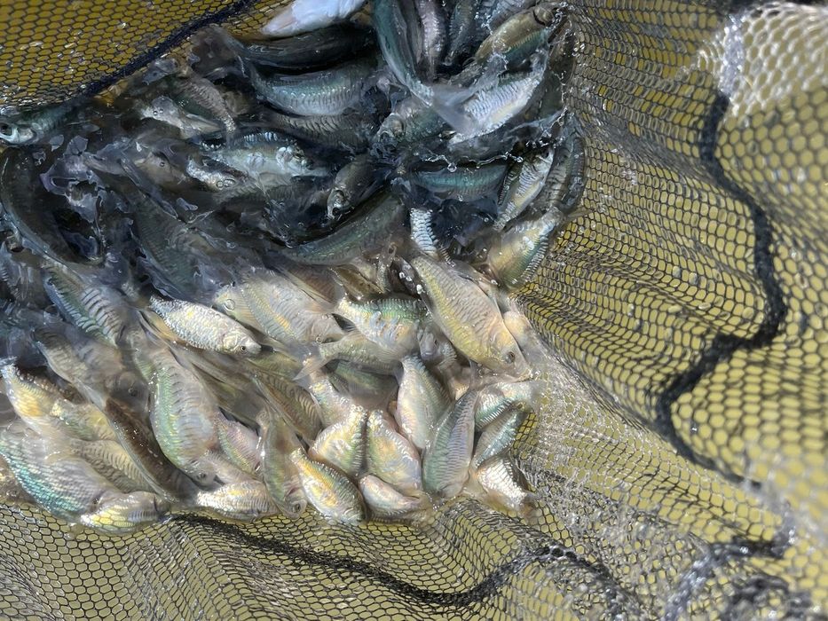 Сеголетки зеркального карпа