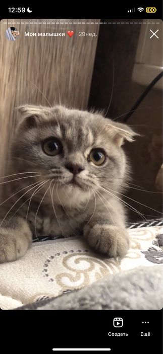 Связка с котом