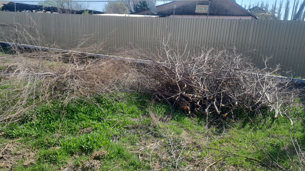 Ветки на дрова бесплатно