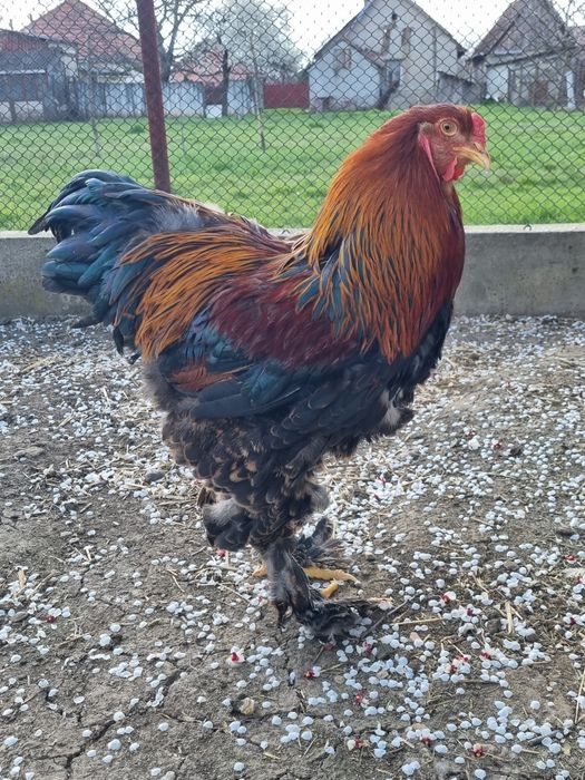 Vând cocoș brahma potarnichiu