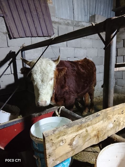 1жас екі ай  бұқа сатылады