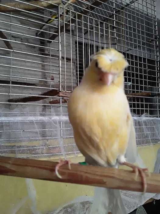 Канарейки. Самцы и Самки.