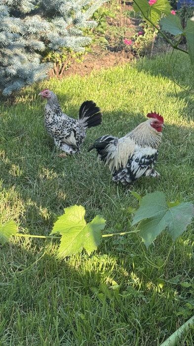 Pasari rasa pitică încălțată mii de flori