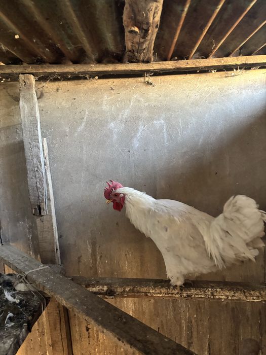 Қараз сатылады либо обмен тауыққа