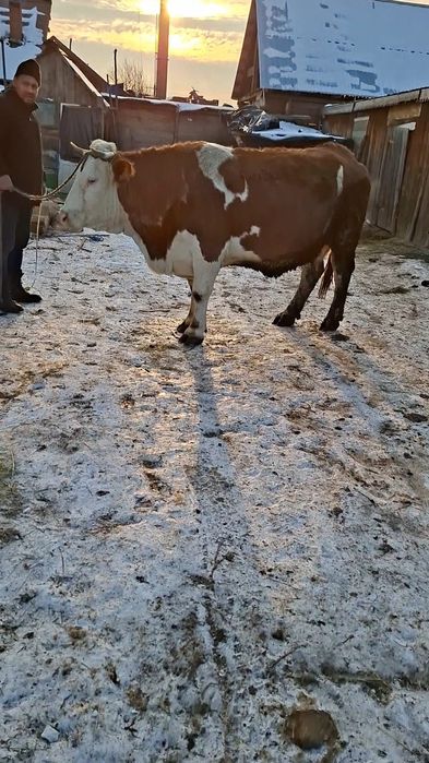 Vând vaca  gestanta în 8 luni