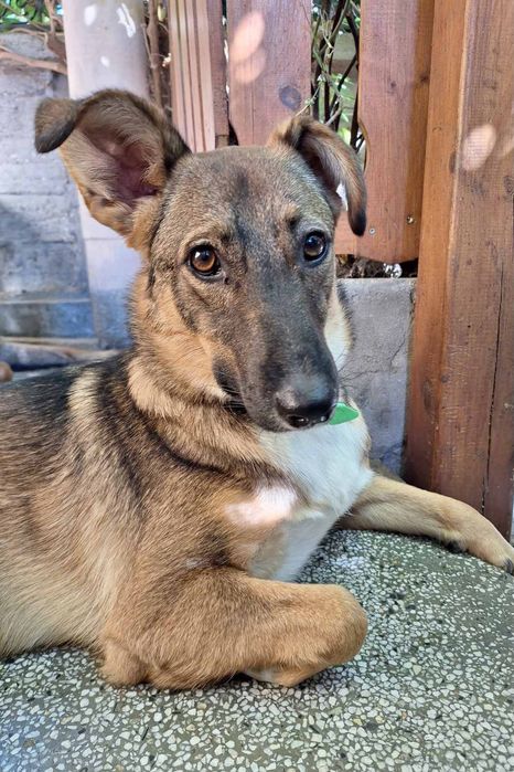 Подарявам кученце Зара