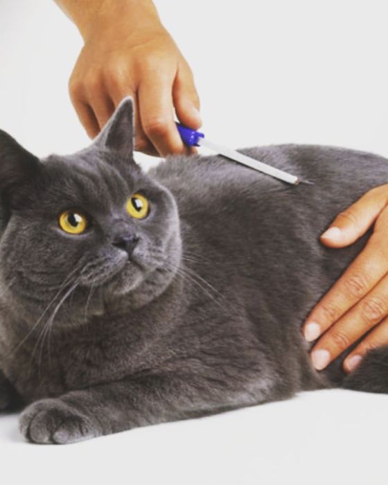 Уход за шерстью собак и кошек