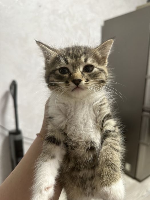 Котята 2-х месячные (бесплатно)