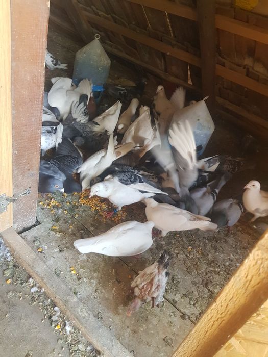 Vand porunbeii inelati (Poste)