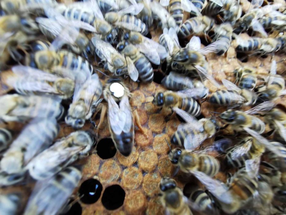 Пчелни  отводки и майки 2026