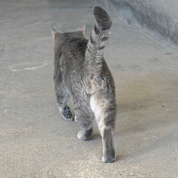 Опытный британский кот (Silver Tabby) приглашает на вязку