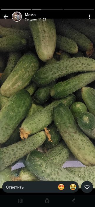 Продам огурцы домашние