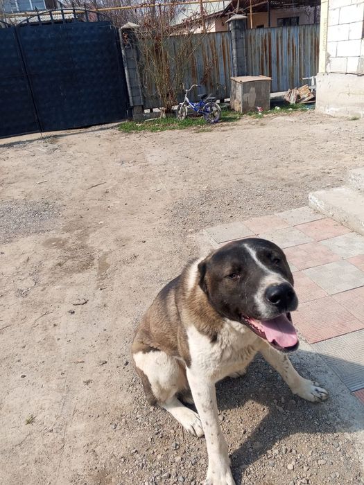 Алабай срочна сатылады