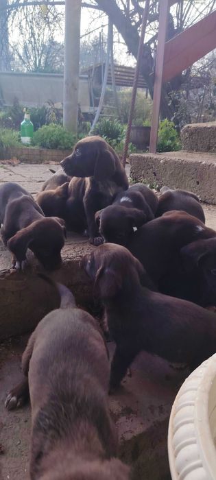 Продават се кученца Курцхар, родени на – 02.11.2025