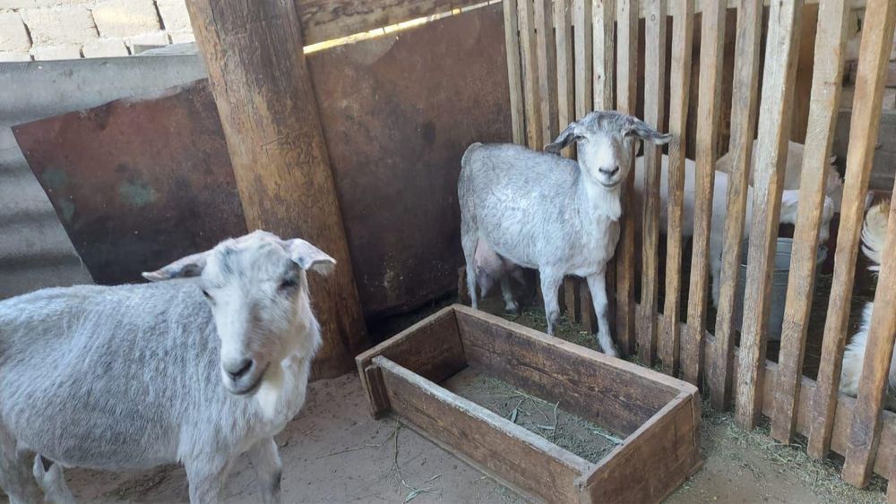 Асыл тұқымды , сүті мол ешкі сатылады