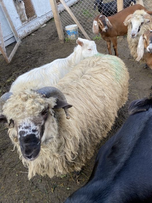 Vand Cârlan de 7 luni