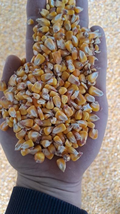 Vand porumb , amestec cereale grau orz mazăre floarea soarelui