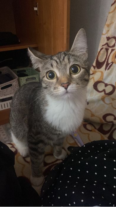 Кошка ,добрая ласковая