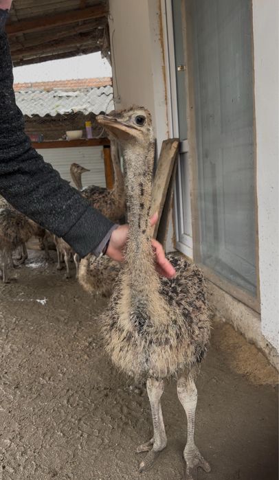 Pui de strut de o luna