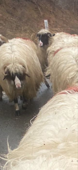 Vand sau schimb berbec cu nasu alb