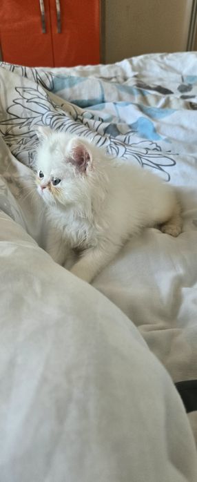 Персийско котенце